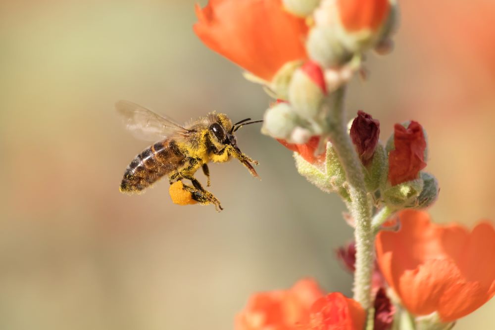 Bees in arizona