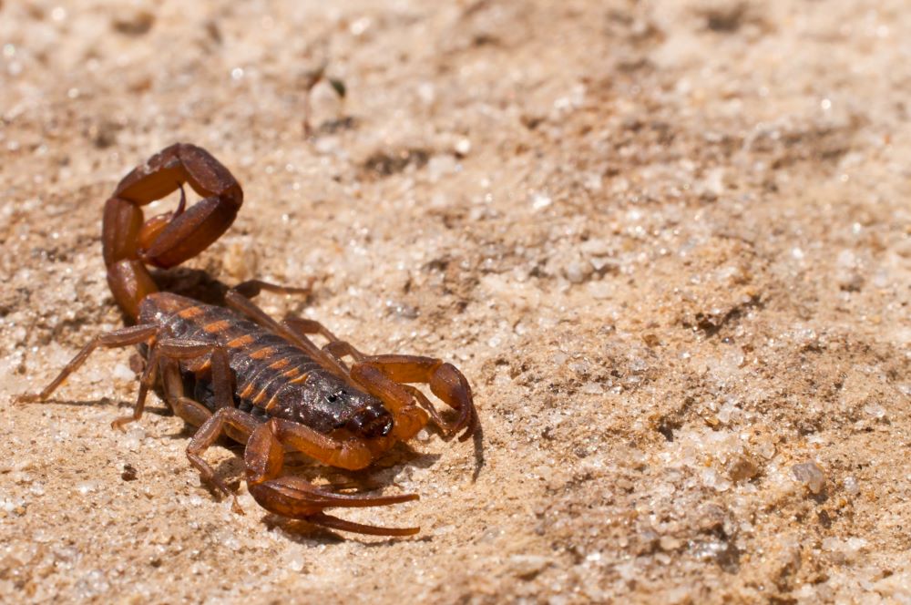 Scorpion repellent