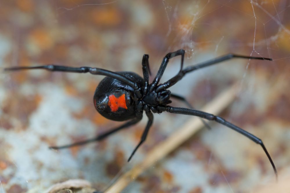 Venomous spiders in Arizona