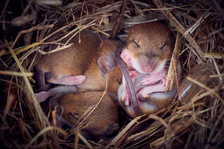Mouse Behavior: How Far Do Mice Travel From Their Nest? | Green Magic