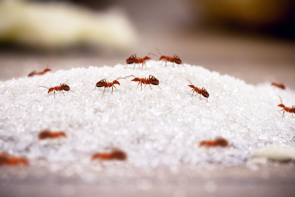 Sugar ants in car