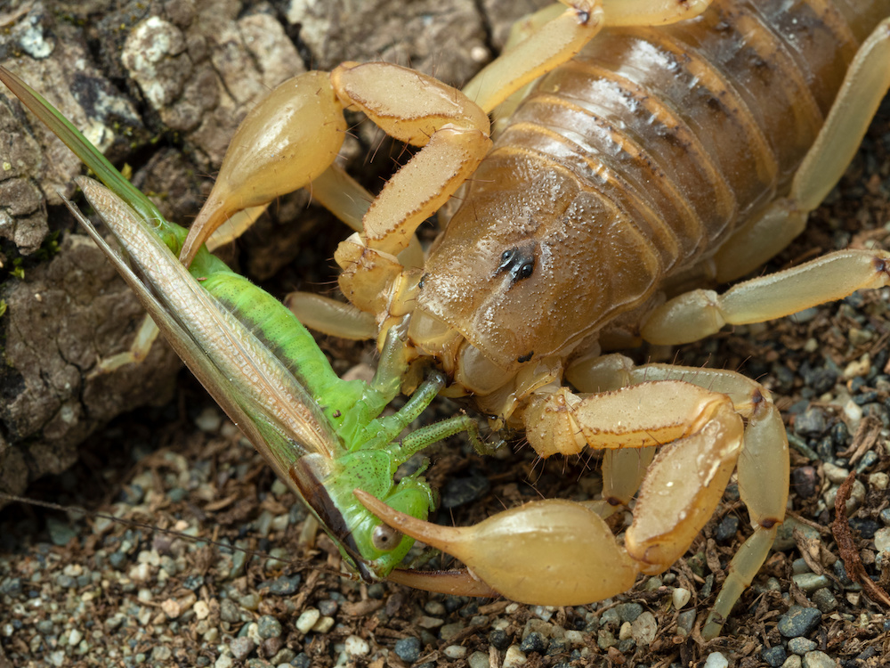 close up of an Arizona stripe-tailed scorpion, Paravaejovis spinigerus, eating a green katydid that it has captured and killed