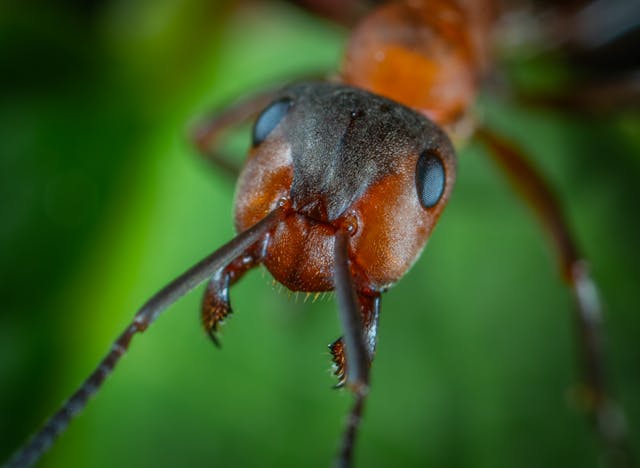 Macro image of a carpenter ant