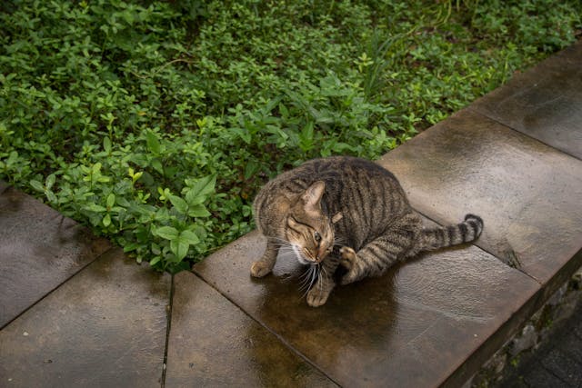 cat scratching itself