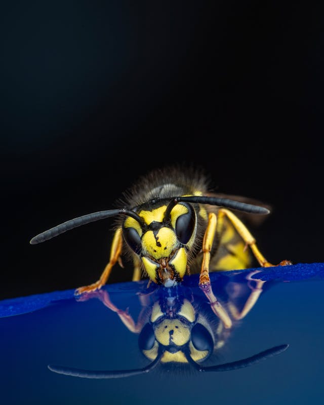 yellow jacket on a blue-black background