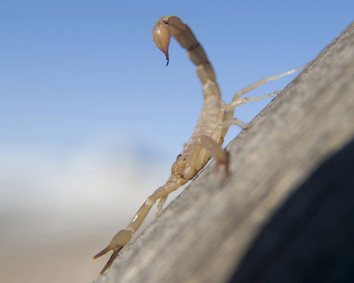 Arizona bark scorpion sitting on a wooden incline ready to sting