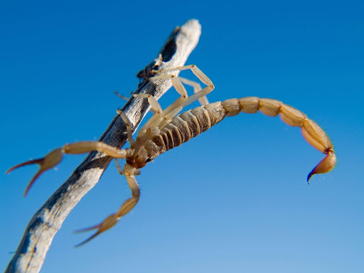 Arizona bark scorpion clinging upside down to a tall, skinny limb