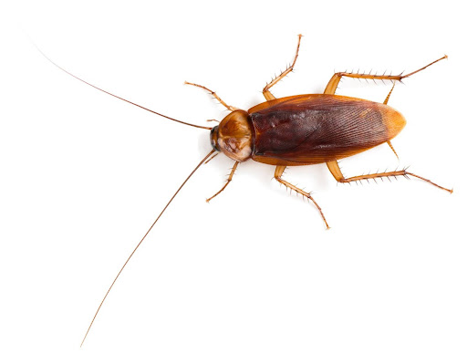 American cockroach against a white background
