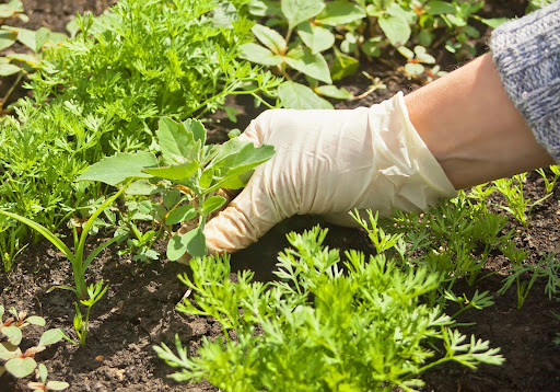 person collecting herbs from their garden
