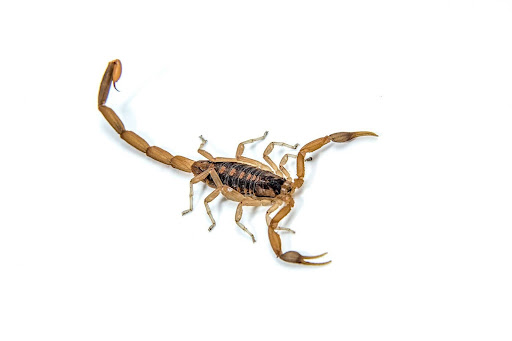 Arizona bark scorpion on a white background