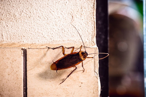 American cockroach climbing on the side of a wall