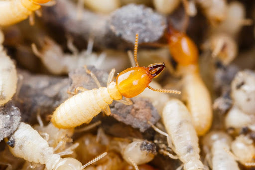 subterranean termites in arizona