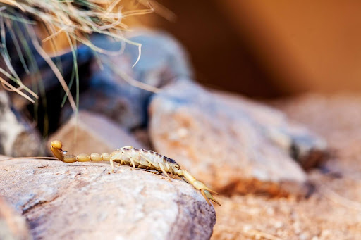 Small scorpion resting on a rock 