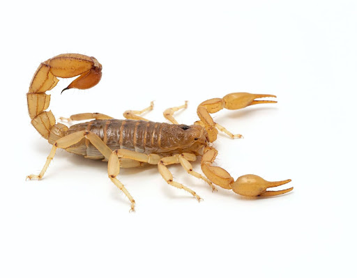 scorpion against a yellow background