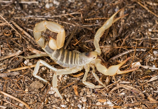 Light brown/cream scorpion raising it's claws in a defensive measure