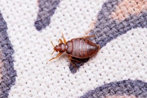 Bed bug on a patterned white and black quilted surface