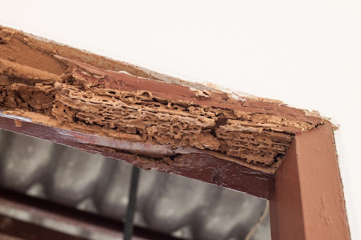 wood damge caused by termites