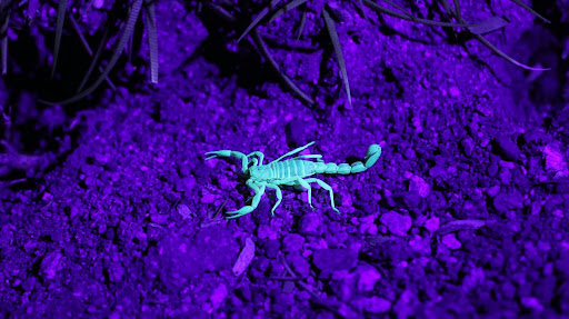 scorpion glowing blue under a black light