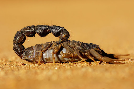 brown scorpion in the sand