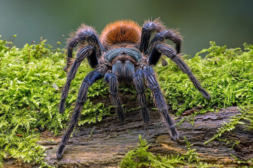 large black and brown large tarantula on moss