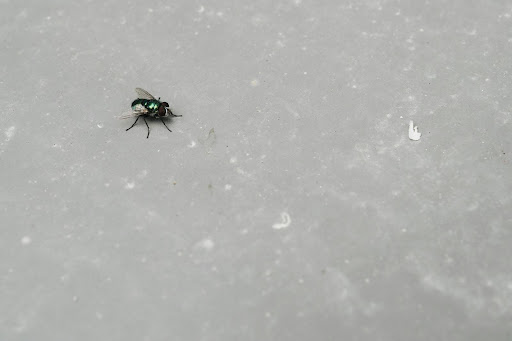 green fly on concrete