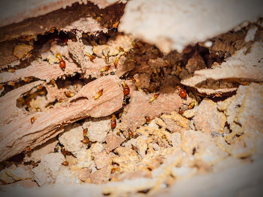 termites in sawdust