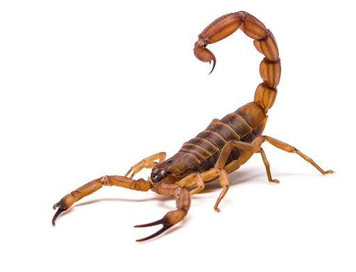 Scorpion ready to strike