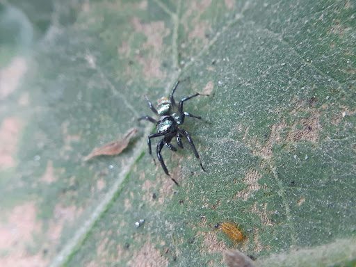 spider on a leaf