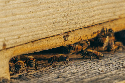 wasps crawling out of box