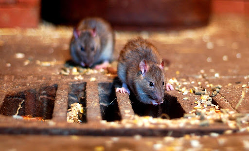 two rats on a dirty grate