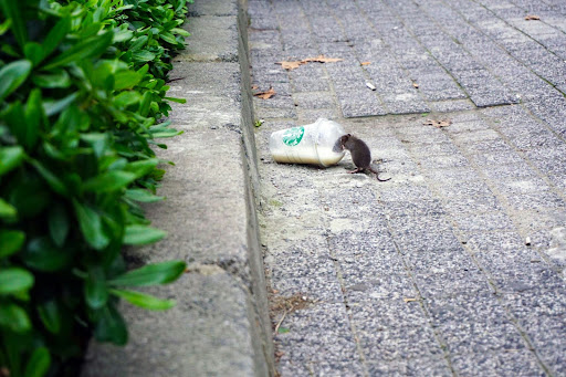 large rat eating out of a discarded coffee cup