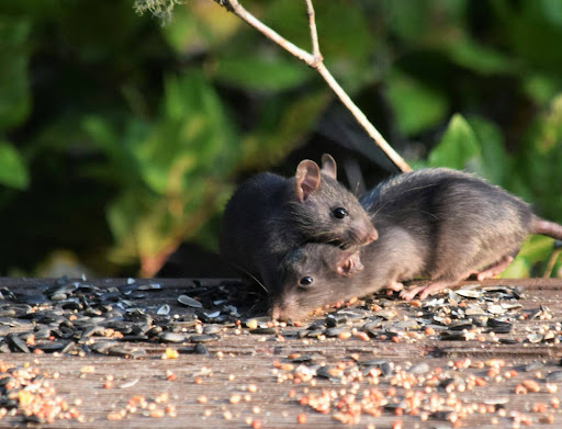 two rats eating on a wooden log