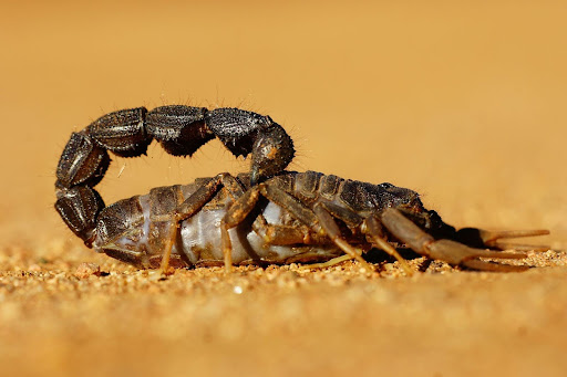 black and brown scorpion in the desert