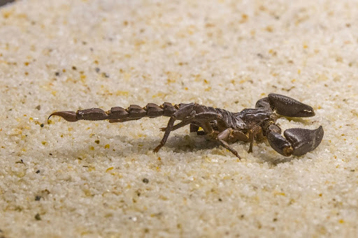 large black scorpion in sand