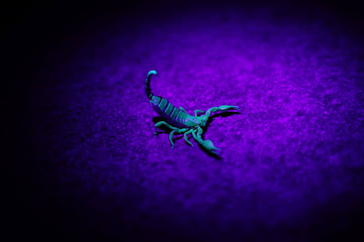 scorpion glowing blue under a black light