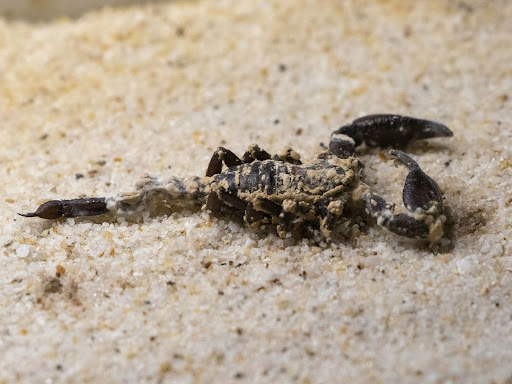 black scorpion burying itself in the sand