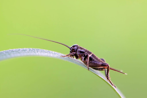 brown and black cricket on a blade of grass