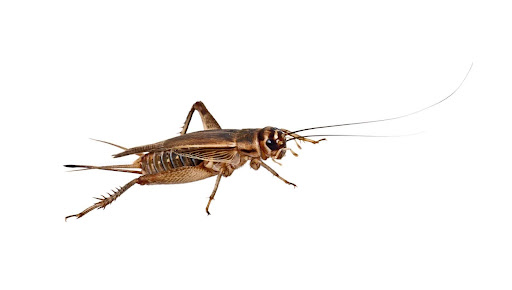 cricket against a white background