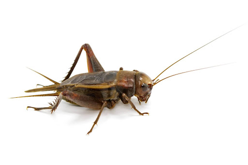 large cricket against a white background