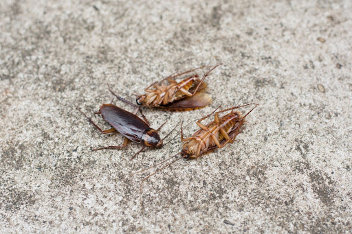 three dead roaches on concrete