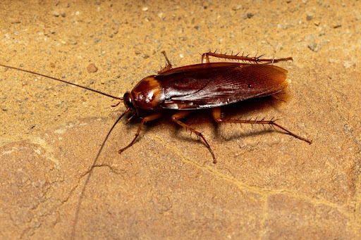 american cockroach on pavement