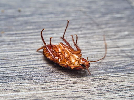 dead roach on flooring