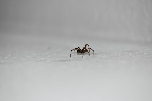 small black spider on a white counter