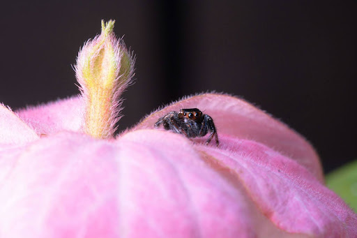 small black spider on a pink plant