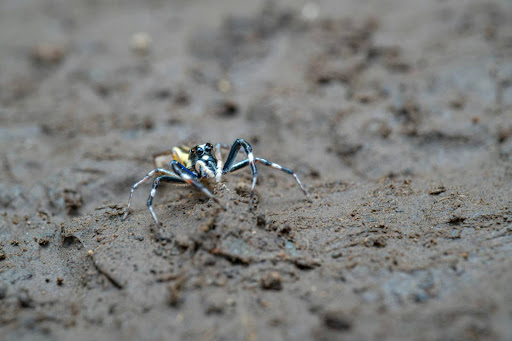 small multicolored spider on a kitchen counter