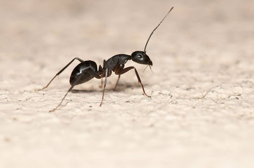 ant outside on concrete 