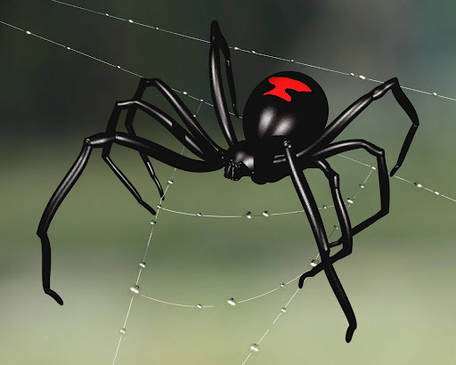 black widow spider on a web