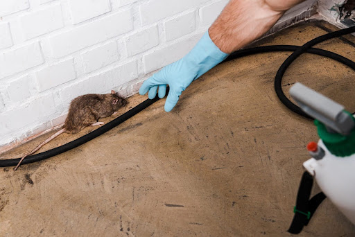 pest control professional reaching for a large brown rat