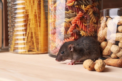 black rat in pantry beside jars of food