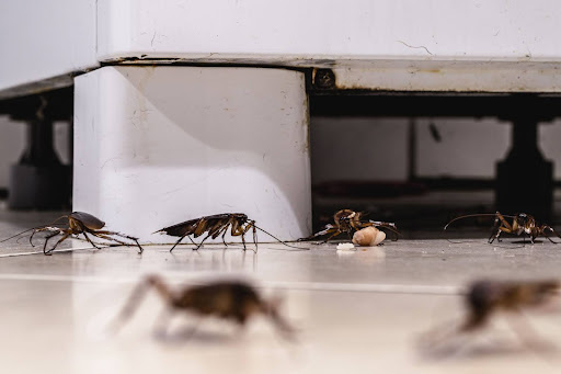 cockroaches crawling through a kitchen